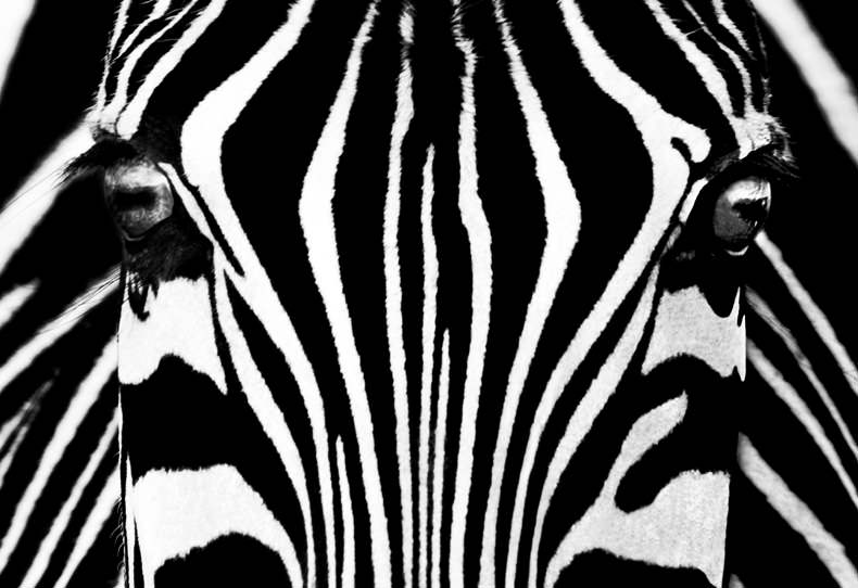 mystical-experience-opposites-zebra-b&w